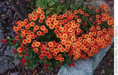 Какие сорта хризантем мультифлора считаются самыми красивыми. Хризантема мультифлора — яркий огонёк в ночи наступающих холодов