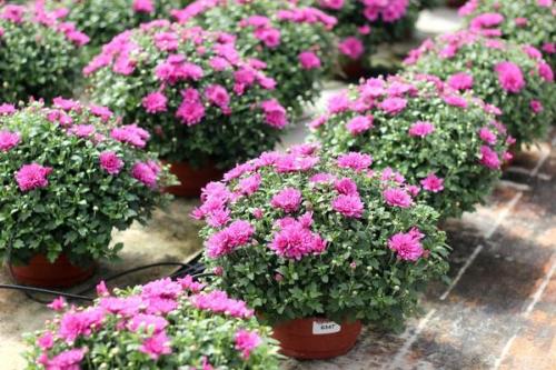 Какие особенности имеют самые популярные сорта хризантем мультифлора. Хризантема мультифлора - настоящая королева осени