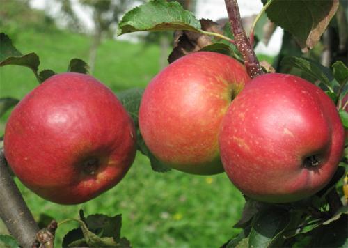 Яблоня Жигулевское описание. Описание сорта яблони Жигулевское, отзывы садоводов, фото, морозостойкость