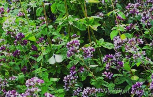 Какие травы посадить на даче. Общие правила посадки пряных трав и уход за ними