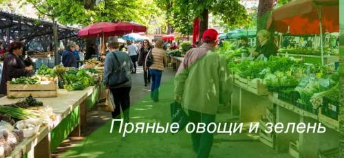 Справочник пряных трав. Пряности, пряные овощи и зелень