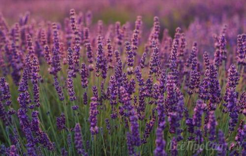 Какие травы посадить на даче. Общие правила посадки пряных трав и уход за ними