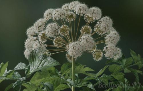 Какие травы посадить на даче. Общие правила посадки пряных трав и уход за ними