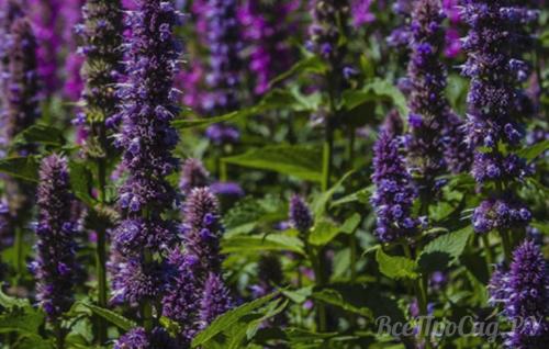 Какие травы посадить на даче. Общие правила посадки пряных трав и уход за ними