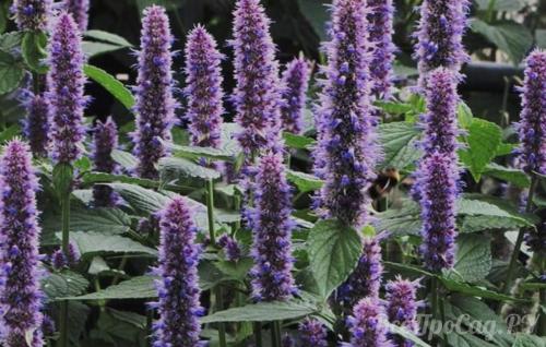 Какие травы посадить на даче. Общие правила посадки пряных трав и уход за ними