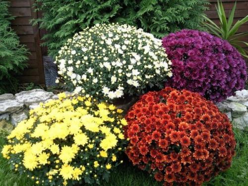 Как выбрать многолетний сорт садовых хризантем для своего сада. Многолетние хризантемы – сорта, фото