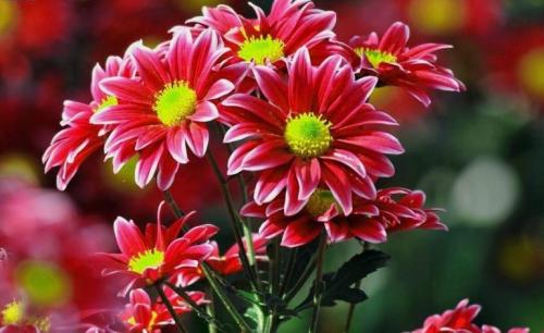 Как выбрать многолетний сорт садовых хризантем для своего сада. Многолетние хризантемы – сорта, фото