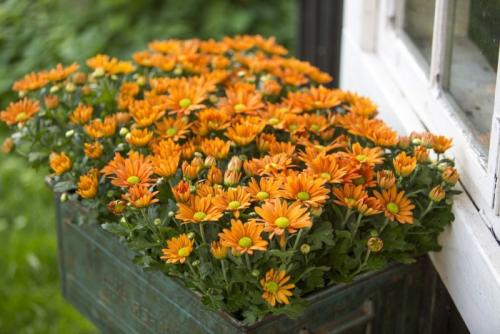 Как выбрать многолетний сорт садовых хризантем для своего сада. Многолетние хризантемы – сорта, фото