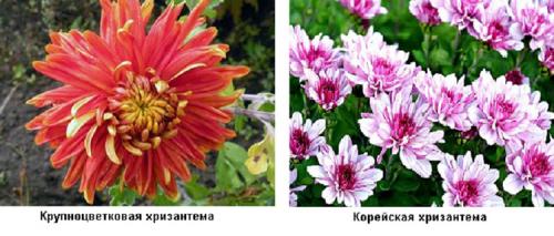 Как правильно пересаживать многолетние сорта садовых хризантем