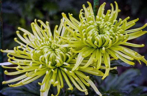 Какие сорта садовых хризантем наиболее декоративны и привлекательны для сада.  Садовые хризантемы: история и классификация