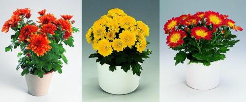 Как выбрать многолетний сорт садовых хризантем для своего сада. Многолетние хризантемы – сорта, фото