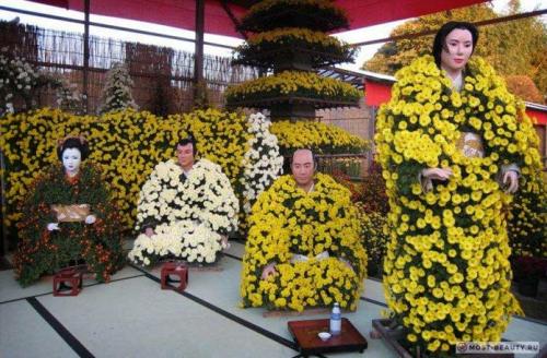 Какие сорта садовых хризантем наиболее декоративны и привлекательны для сада.  Садовые хризантемы: история и классификация