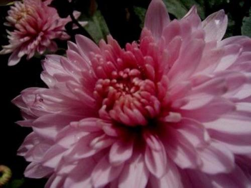 Как выбрать многолетний сорт садовых хризантем для своего сада. Многолетние хризантемы – сорта, фото