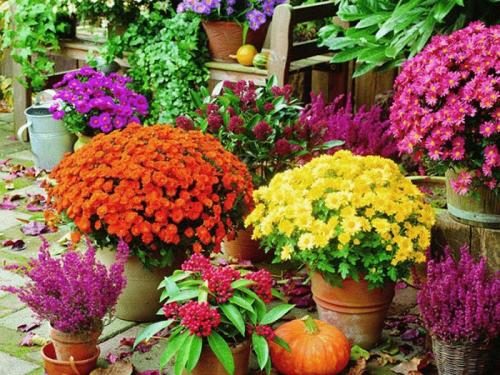 Как правильно ухаживать за многолетними сортами садовых хризантем. Прекрасная хризантема садовая многолетняя: посадка и уход для умелых цветоводов