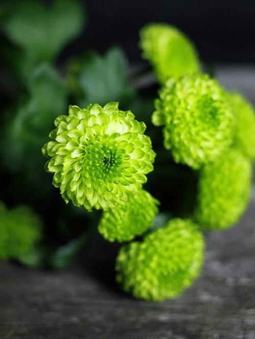 Как выбрать многолетний сорт садовых хризантем для своего сада. Многолетние хризантемы – сорта, фото