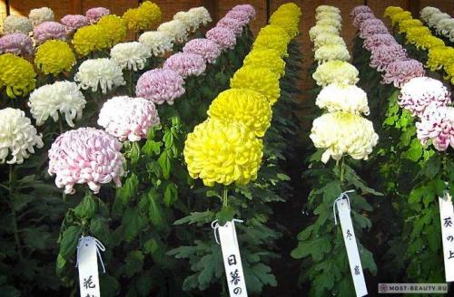 Какие сорта садовых хризантем наиболее декоративны и привлекательны для сада.  Садовые хризантемы: история и классификация