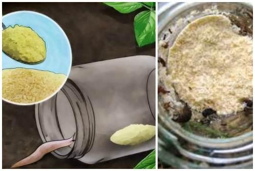 Слизни в огороде и в доме. Борьба с брюхоногими на даче или в огороде