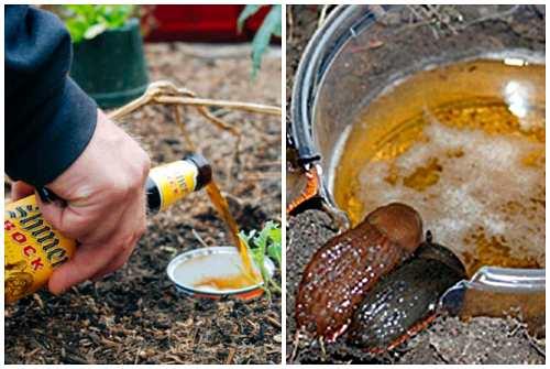 Слизни в огороде и в доме. Борьба с брюхоногими на даче или в огороде