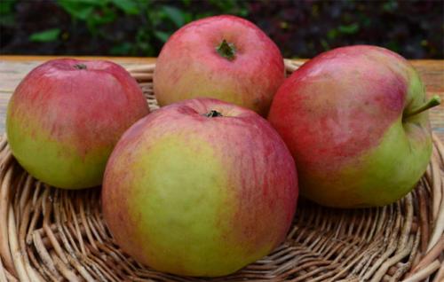 Яблоня Жигулевское опылители. Описание сорта яблони Жигулевское, отзывы садоводов, фото, морозостойкость