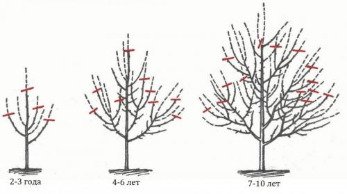Осенняя яблоня сорта Жигулевское. Особенности ухода за яблоней 01
