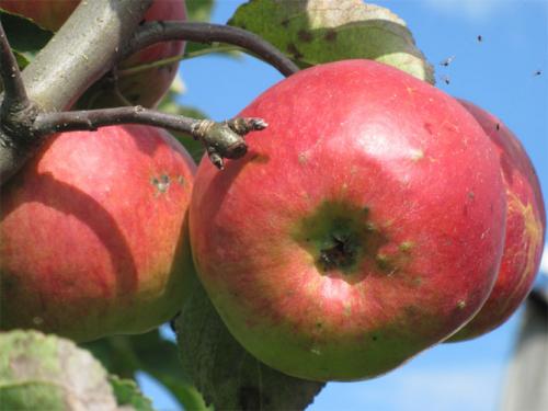 Яблоня Жигулевское опылители. Описание сорта яблони Жигулевское, отзывы садоводов, фото, морозостойкость