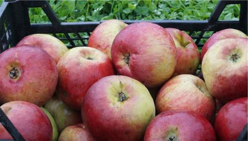 Яблоня Жигулевское опылители. Описание сорта яблони Жигулевское, отзывы садоводов, фото, морозостойкость