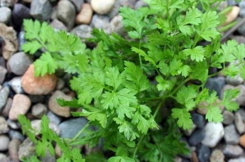 Необычные виды зелени. Необычная зелень: разнообразим грядки