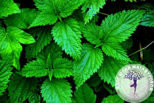 Зелень для салатов и еды. Салатные культуры 01