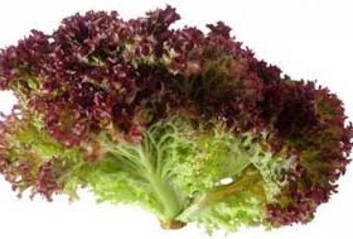 Зелень для салатов и еды. Салатные культуры 06