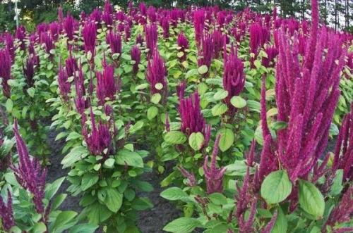 Необычные виды зелени. Необычная зелень: разнообразим грядки