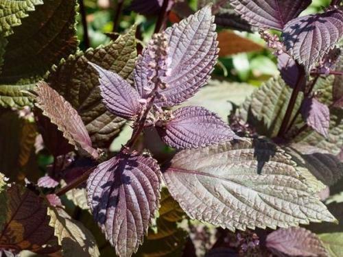 Необычные виды зелени. Необычная зелень: разнообразим грядки