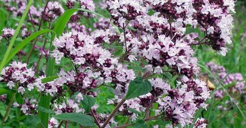 Пряные травы в саду. Какие пряные травы можно вырастить на своем огороде