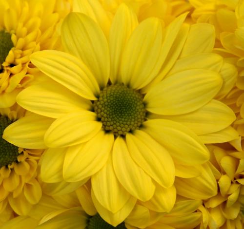 Сколько видов хризантем существует. Как выглядят хризантемы: сорта и цвета