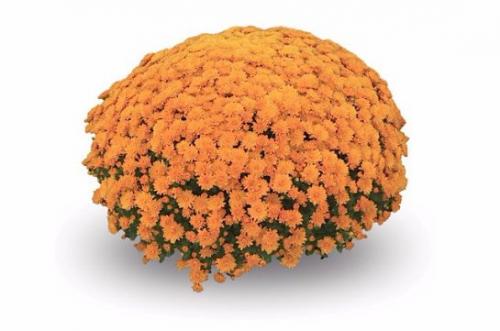 Какие виды хризантем наиболее часто используются в ландшафтном дизайне. Хризантемы многолетние, сорта, фото с разными видами бутонов