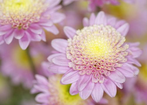 Сколько видов хризантем существует. Как выглядят хризантемы: сорта и цвета