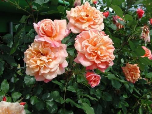 Какие розы самые неприхотливые и зимостойкие. Самые зимостойкие сорта плетистых и вьющихся роз