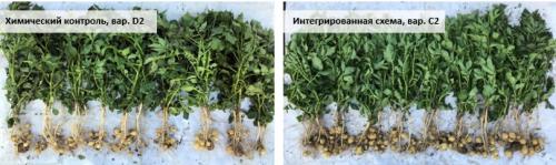 Картофель семенной гала Элита 1кг: как выбрать и посадить лучший сорт 03 Картофель семенной гала Элита 1кг: как выбрать и посадить лучший сорт 03