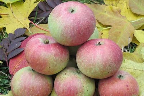 Яблоня Медуница — проверенный сорт с отличными характеристиками