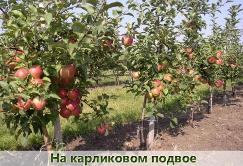 Яблоня жигулёвская. Описание сорта яблони Жигулевское, отзывы садоводов, фото, морозостойкость