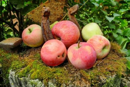 Яблоня Медуница — проверенный сорт с отличными характеристиками