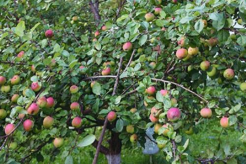 Яблоня Медуница — проверенный сорт с отличными характеристиками