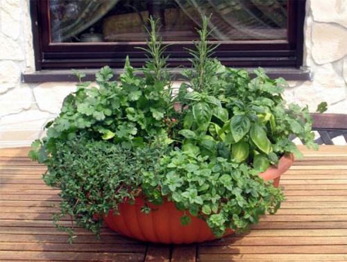 Пряные травы в открытом грунте. Пряные травы на огороде – перечень с фото, названиями