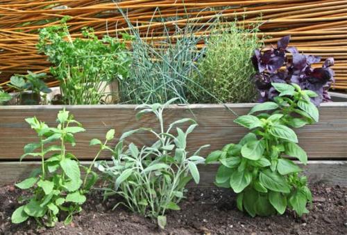 Пряные травы в открытом грунте. Пряные травы на огороде – перечень с фото, названиями