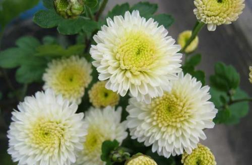 Какие сорта хризантем считаются самыми красивыми.  Садовые хризантемы: история и классификация