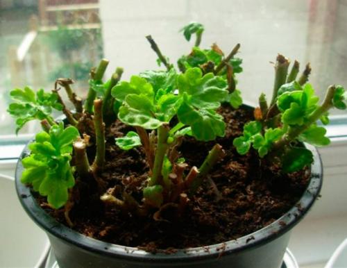 Как выращивать самые красивые хризантемы в домашних условиях. Уход за хризантемой в домашних условиях