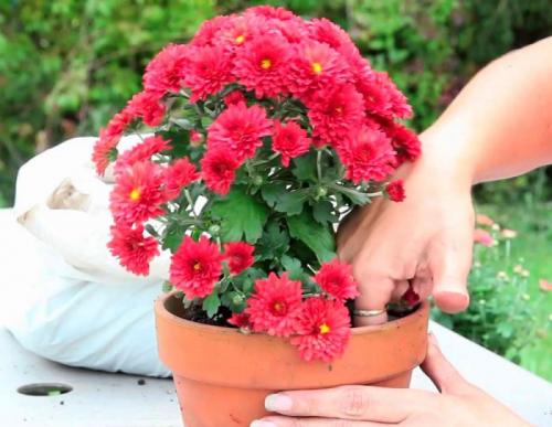 Как выращивать самые красивые хризантемы в домашних условиях. Уход за хризантемой в домашних условиях