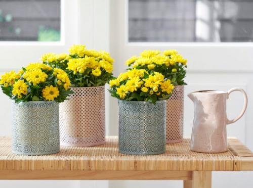 Как выращивать самые красивые хризантемы в домашних условиях. Уход за хризантемой в домашних условиях