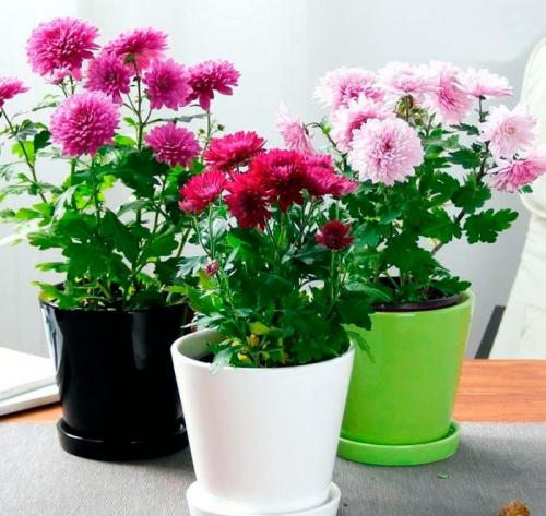 Как выращивать самые красивые хризантемы в домашних условиях. Уход за хризантемой в домашних условиях