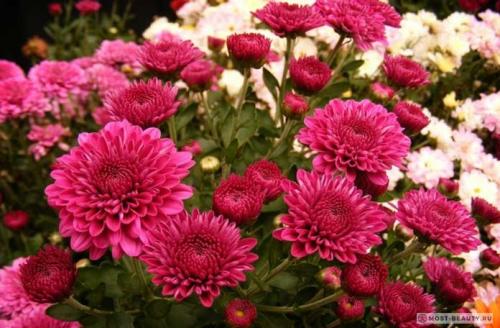 Какие сорта хризантем считаются самыми красивыми.  Садовые хризантемы: история и классификация