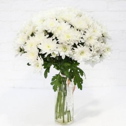 Самые красивые хризантемы в мире: открывайте для себя новые красоты 19 Самые красивые хризантемы в мире: открывайте для себя новые красоты 19